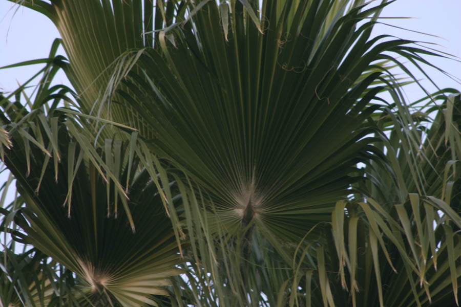King Palms, palm [taken in the early evening] (ISO 100, 300mm, f/5.6, 1/13 sec)
